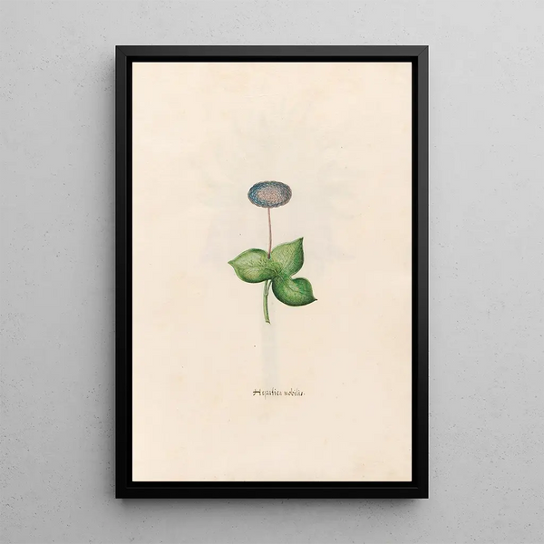 Noble Hepatic Painting - Magdalena Rosina Funck — framed artwork on a wall