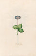 Noble Hepatic Painting - Magdalena Rosina Funck — artwork view