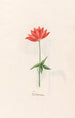 Autumn Anemone - Magdalena Rosina Funck — artwork view