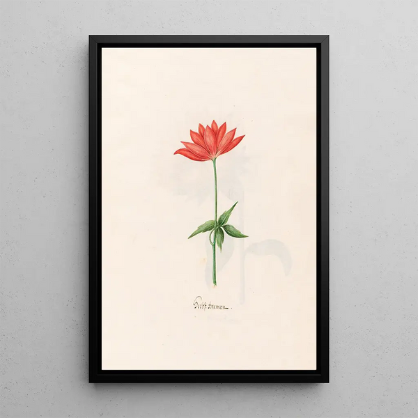 Autumn Anemone - Magdalena Rosina Funck — framed artwork on a wall