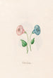 Clochettes d'automne - Magdalena Rosina Funck — artwork view