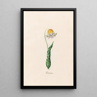 Magdelena Rosina Funck - Hundszahn.webp