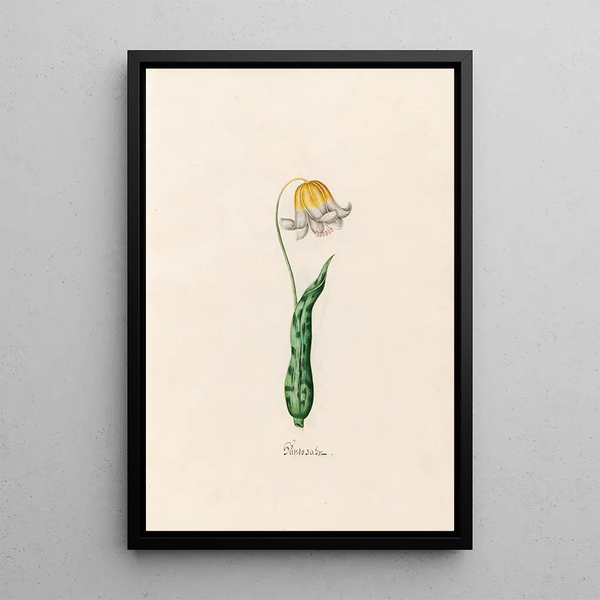 Dent de chien - Magdalena Rosina Funck — framed artwork on a wall