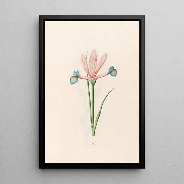 Iris Painting - Magdalena Rosina Funck — framed artwork on a wall