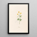 Jasmin - Magdalena Rosina Funck — framed artwork on a wall