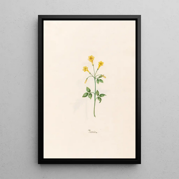Jasmin - Magdalena Rosina Funck — framed artwork on a wall