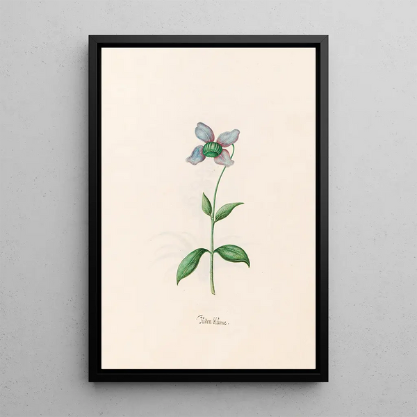 Garden in Bloom - Magdalena Rosina Funck — framed artwork on a wall