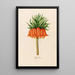 Crown of Kaiser - Magdalena Rosina Funck — framed artwork on a wall