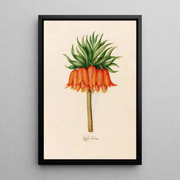 Crown of Kaiser - Magdalena Rosina Funck — framed artwork on a wall