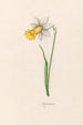 Narcisse céleste - Magdalena Rosina Funck — artwork view