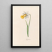 Narcisse céleste - Magdalena Rosina Funck — framed artwork on a wall