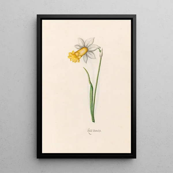 Narcisse céleste - Magdalena Rosina Funck — framed artwork on a wall