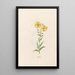 Kontrilla - Magdalena Rosina Funck — framed artwork on a wall