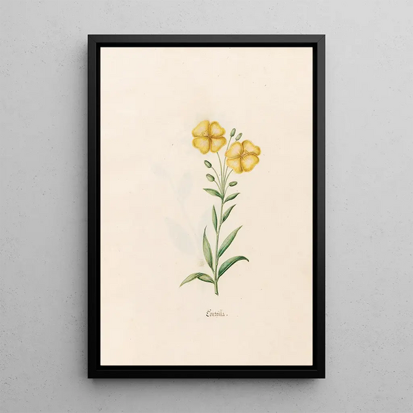 Kontrilla - Magdalena Rosina Funck — framed artwork on a wall