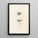 Rose Painting of Lbish - Magdalena Rosina Funck — framed artwork on a wall