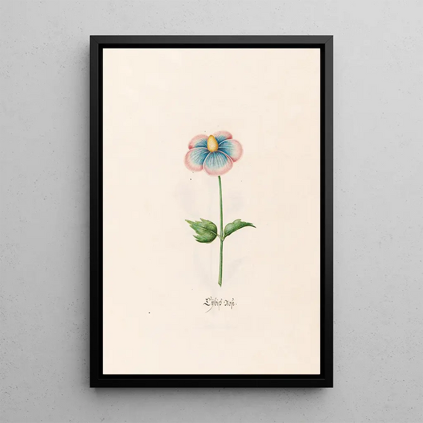 Rose Painting of Lbish - Magdalena Rosina Funck — framed artwork on a wall