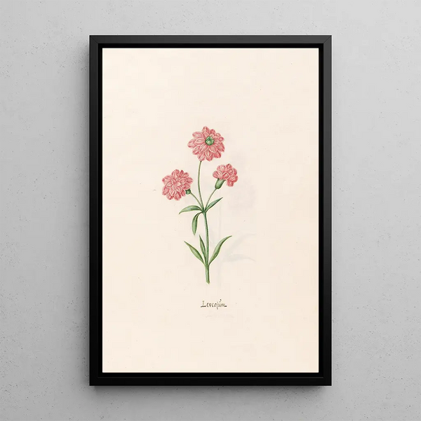 Leucojum - Magdalena Rosina Funck — framed artwork on a wall