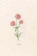 Leucojum - Magdalena Rosina Funck — artwork view