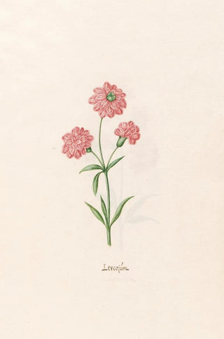 Leucojum - Magdalena Rosina Funck — artwork view