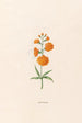 Leucojum - Magdalena Rosina Funck — artwork view