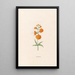 Leucojum - Magdalena Rosina Funck — framed artwork on a wall