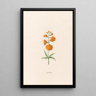 Magdelena Rosina Funck - Leucojum.webp