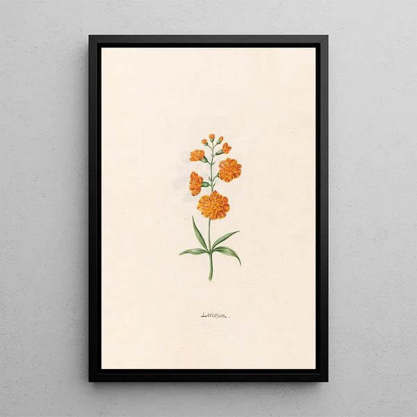 Leucojum - Magdalena Rosina Funck — framed artwork on a wall