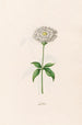 Lychnis - Magdalena Rosina Funck — artwork view