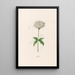 Lychnis - Magdalena Rosina Funck — framed artwork on a wall