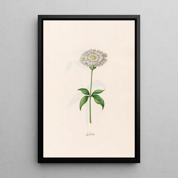 Lychnis - Magdalena Rosina Funck — framed artwork on a wall