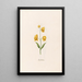 Petit lys - Magdalena Rosina Funck — framed artwork on a wall