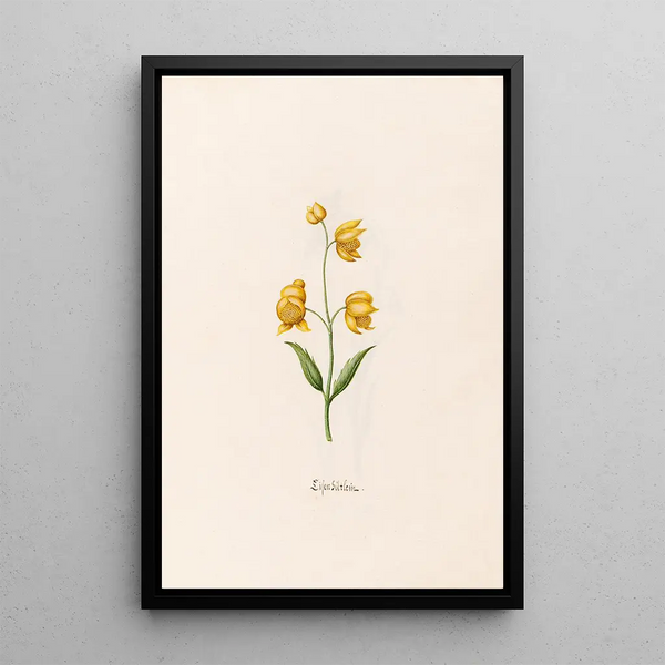 Petit lys - Magdalena Rosina Funck — framed artwork on a wall