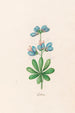 Lupins - Magdalena Rosina Funck — artwork view