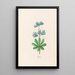Lupins - Magdalena Rosina Funck — framed artwork on a wall