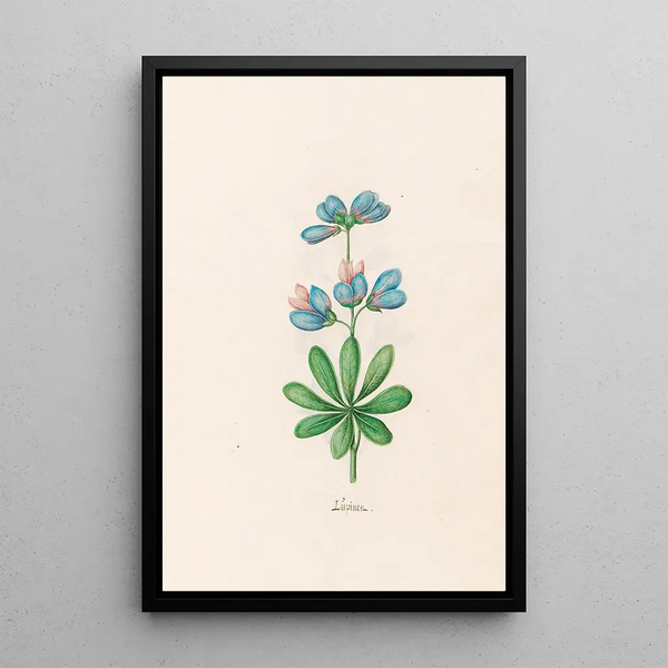 Lupins - Magdalena Rosina Funck — framed artwork on a wall