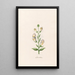Gueule de loup - Magdalena Rosina Funck — framed artwork on a wall