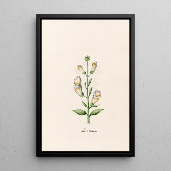 Gueule de loup - Magdalena Rosina Funck — framed artwork on a wall