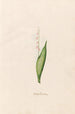 Petite fleur de mai - Magdalena Rosina Funck — artwork view