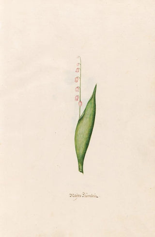 Petite fleur de mai - Magdalena Rosina Funck — artwork view