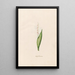 Petite fleur de mai - Magdalena Rosina Funck — framed artwork on a wall