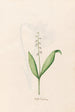 Petite fleur de mai - Magdalena Rosina Funck — artwork view