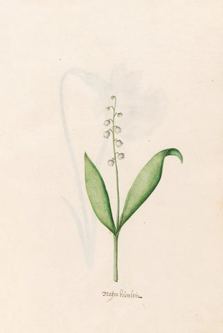 Petite fleur de mai - Magdalena Rosina Funck — artwork view