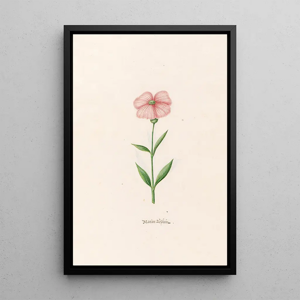 Petite rose de Marie - Magdalena Rosina Funck — framed artwork on a wall
