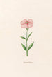 Petite rose de Marie - Magdalena Rosina Funck — artwork view