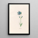 Violette de mer - Magdalena Rosina Funck — framed artwork on a wall