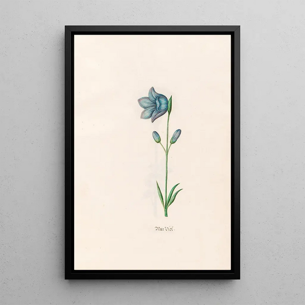 Violette de mer - Magdalena Rosina Funck — framed artwork on a wall