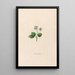 Violets of March - Magdalena Rosina Funck — framed artwork on a wall