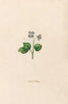 Violets of March - Magdalena Rosina Funck — artwork view
