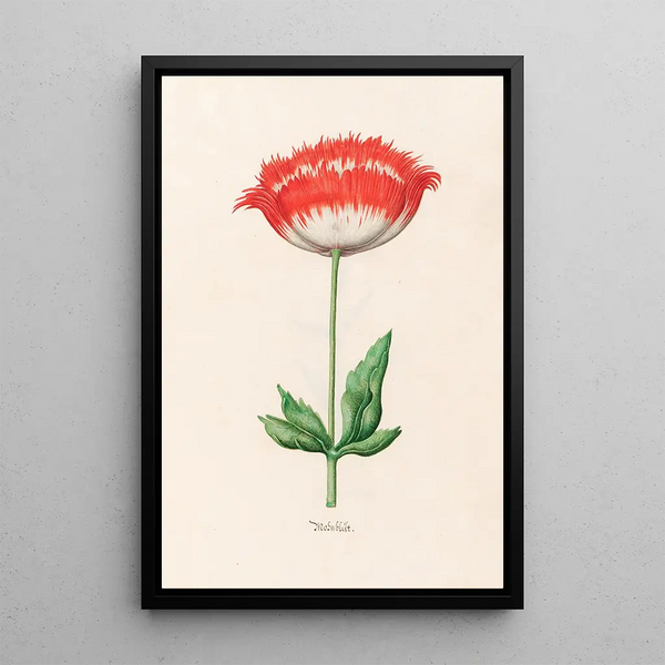 Poppy - Magdalena Rosina Funck — framed artwork on a wall