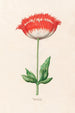 Poppy - Magdalena Rosina Funck — artwork view
